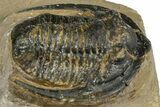 Bargain, Diademaproetus Trilobite - Foum Zguid, Morocco #368620-2